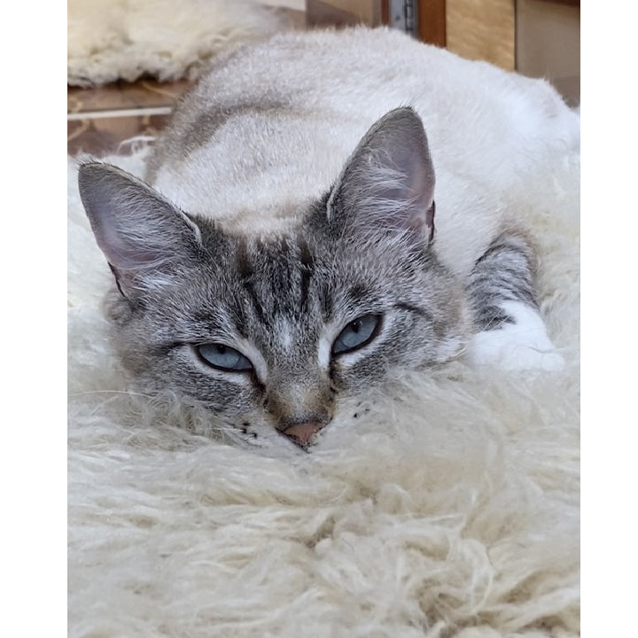 ORGANIC FLOKATI PET BEDS | FLOKATI THROW RUGS