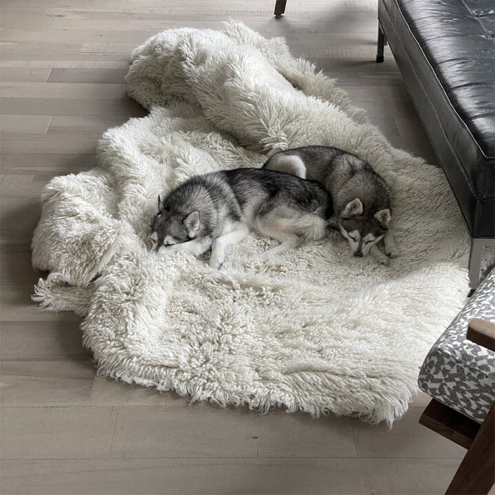 Short Hair Rug The Ultimate Guide to Short Hair Rugs: Benefits, Types & Selection Tips